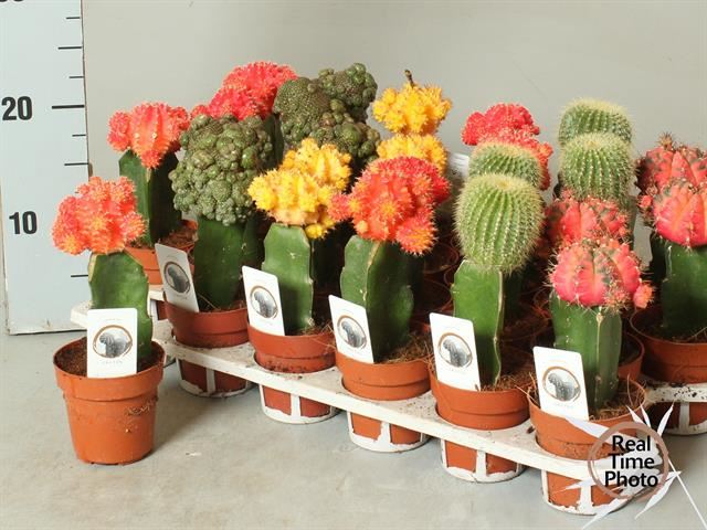 Cactus Mix gymnoocactus