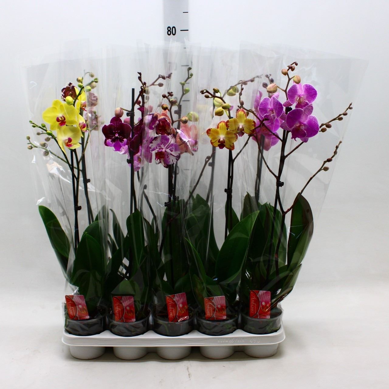 Phalaenopsis …mix1SPIKE